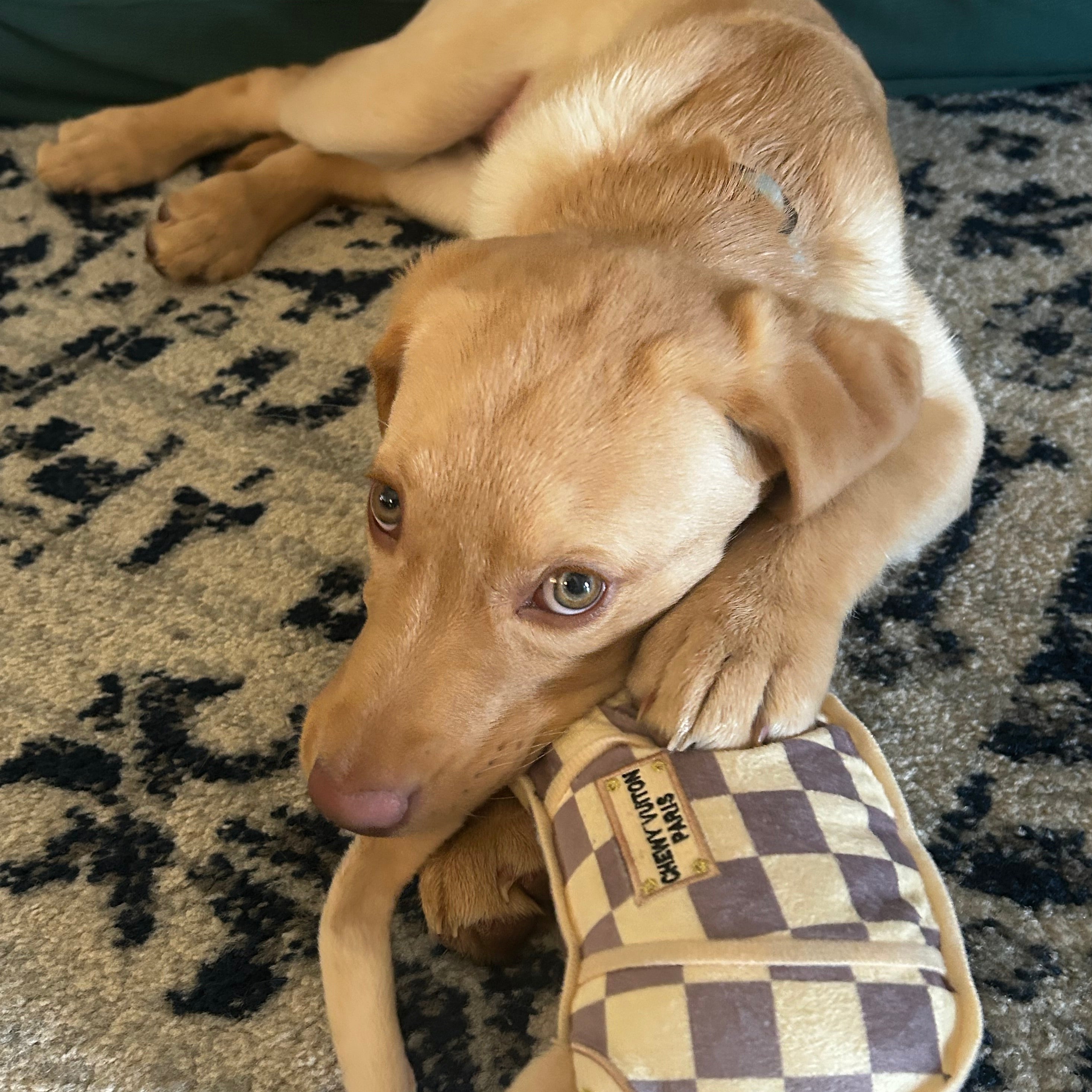 Chewy Vuiton Handbag Squeaker Dog Toy -The Pickleball Store at Auburn